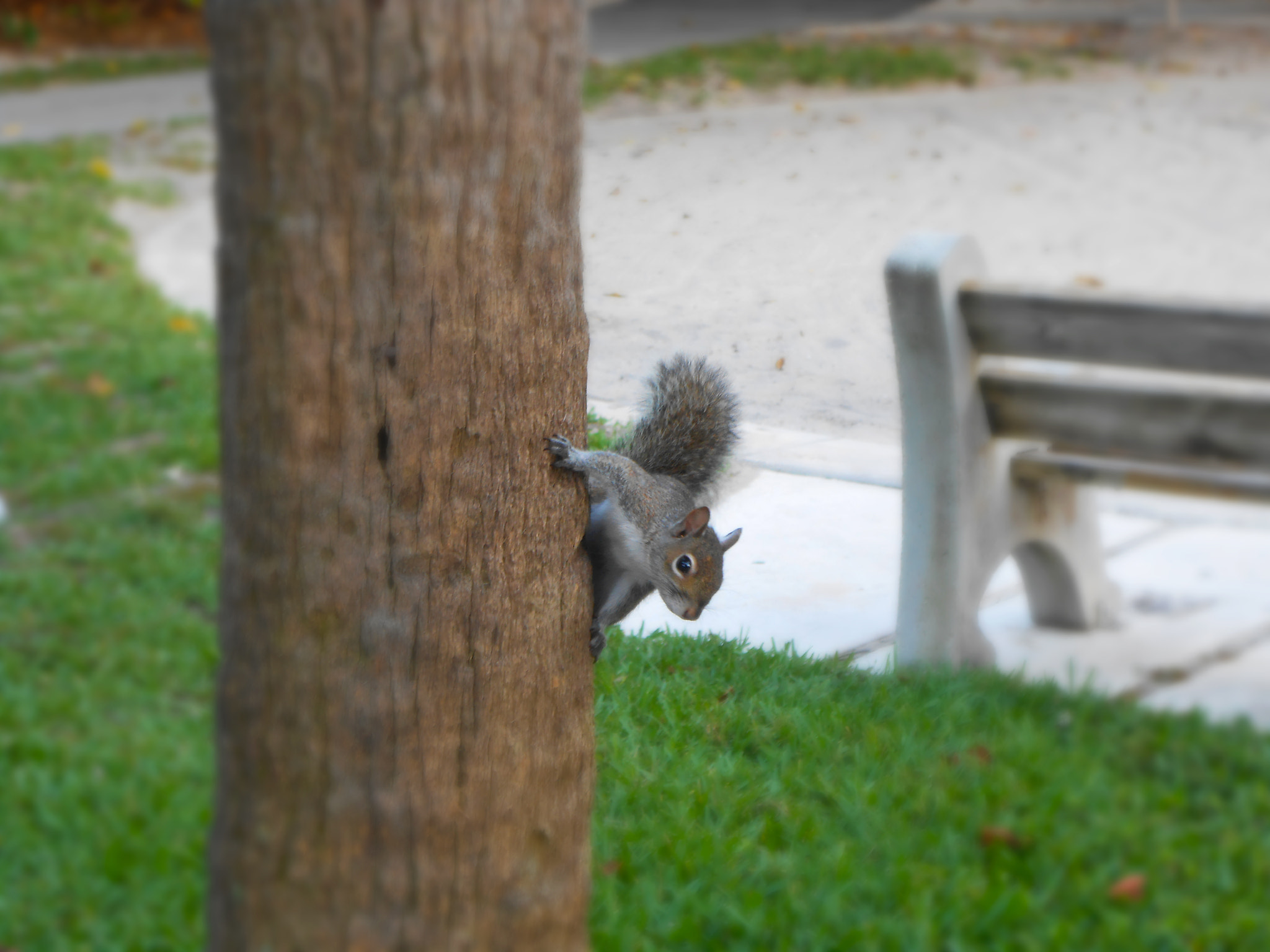 Nikon Coolpix S3300 sample photo. The curious squirrel photography
