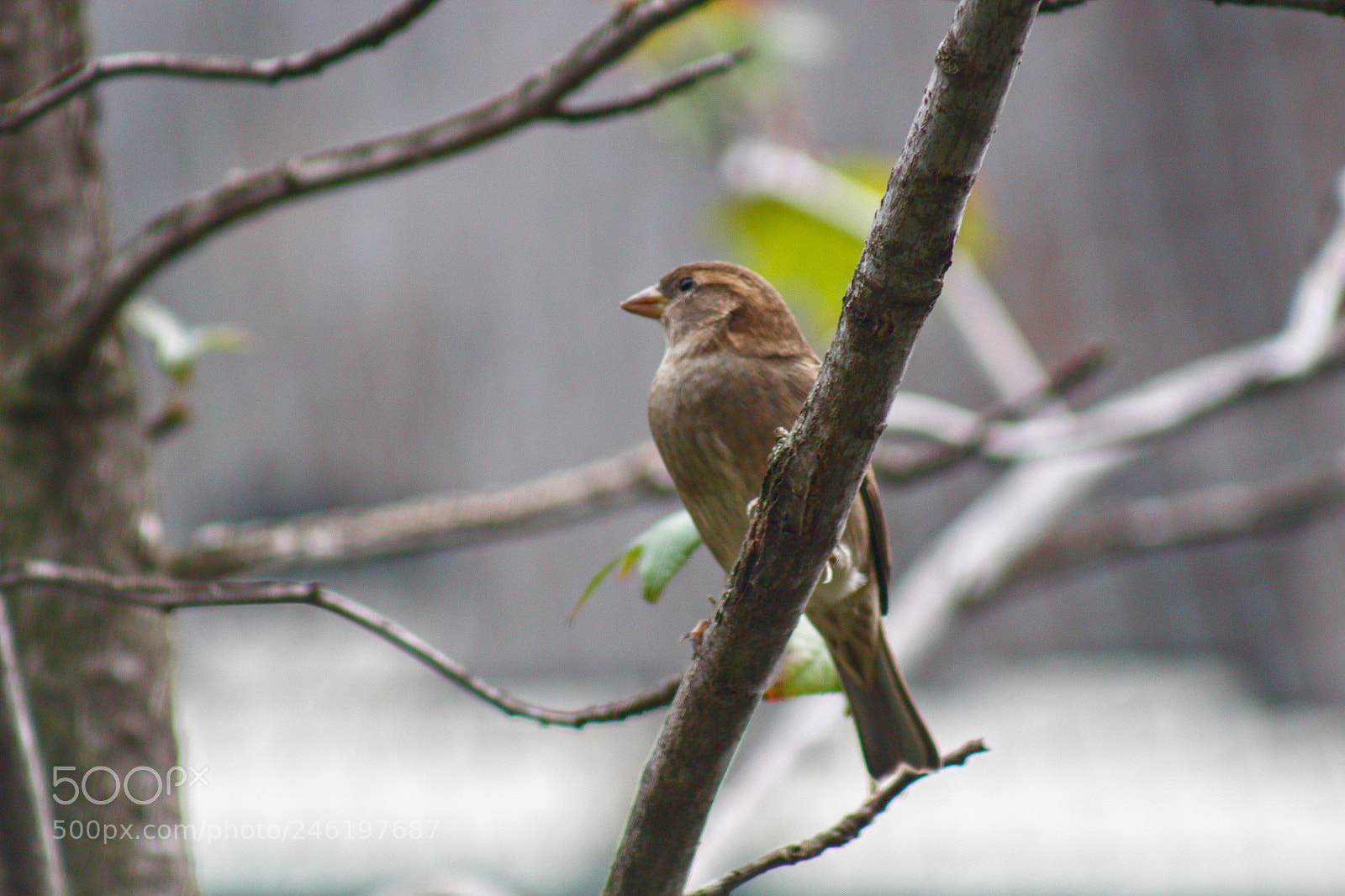 Canon EOS 100D (EOS Rebel SL1 / EOS Kiss X7) sample photo. Faruk yal n zoo photography