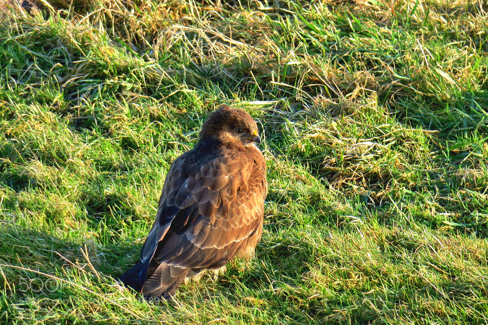 Canon PowerShot G3 X sample photo. Little hawk photography