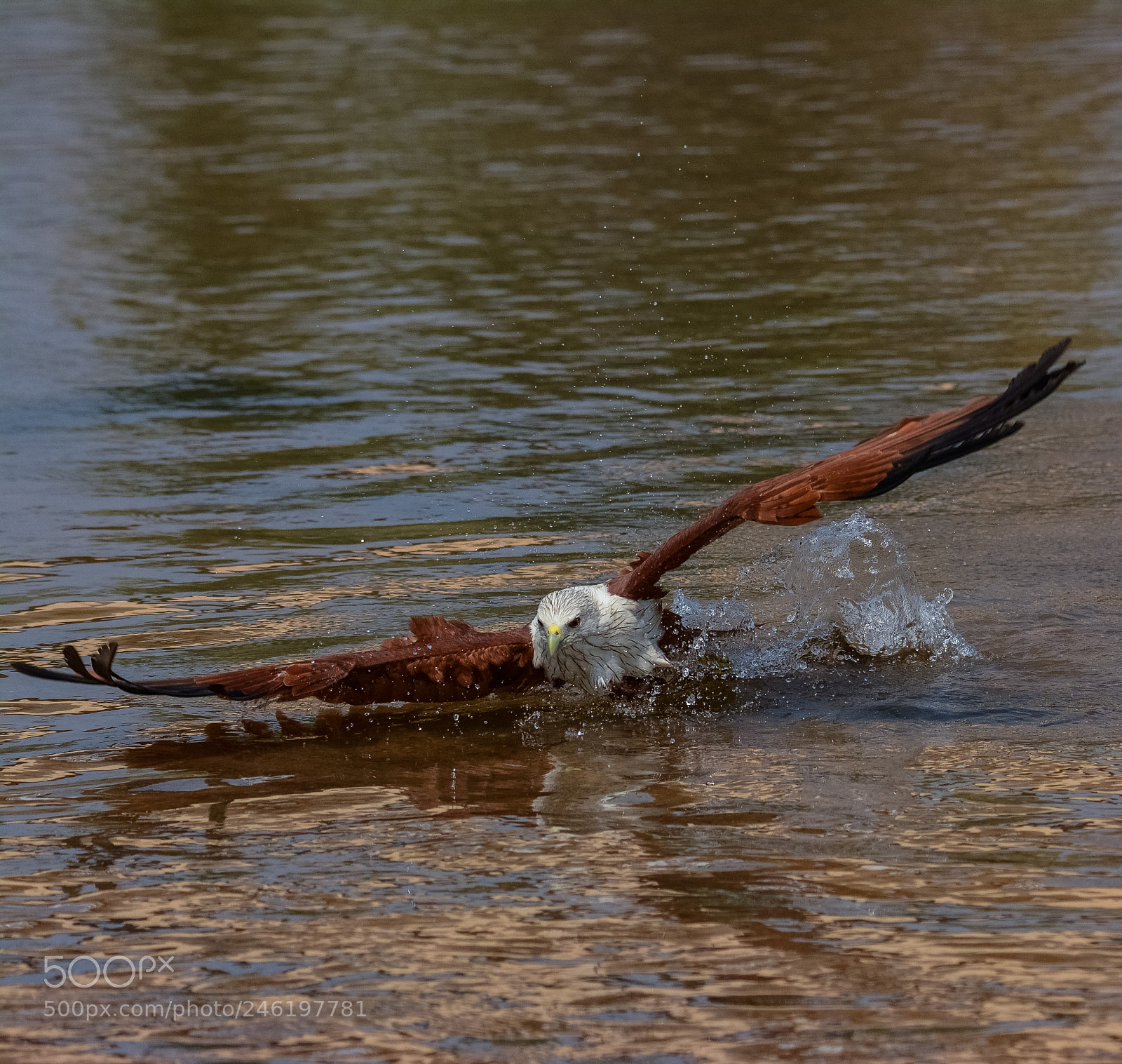 Nikon D7100 sample photo. Brambhini kite photography