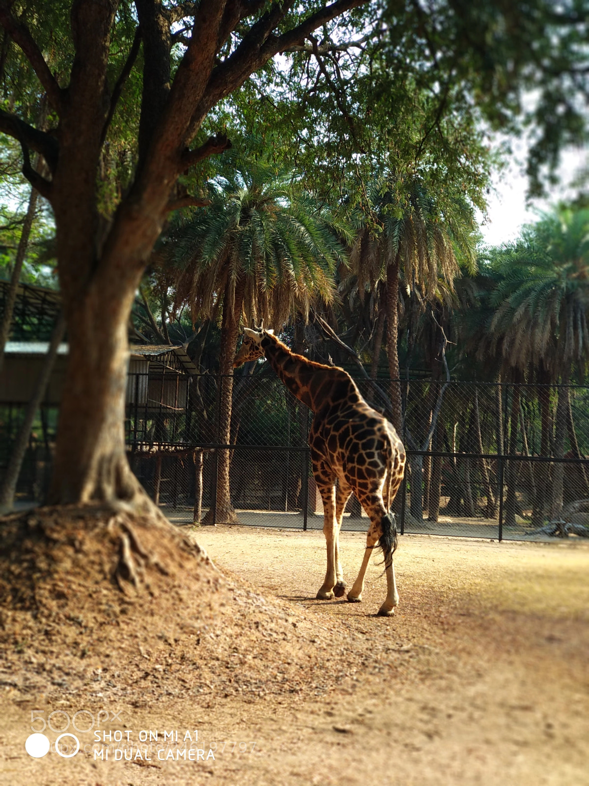 Xiaomi Mi A1 sample photo. Untitled photography