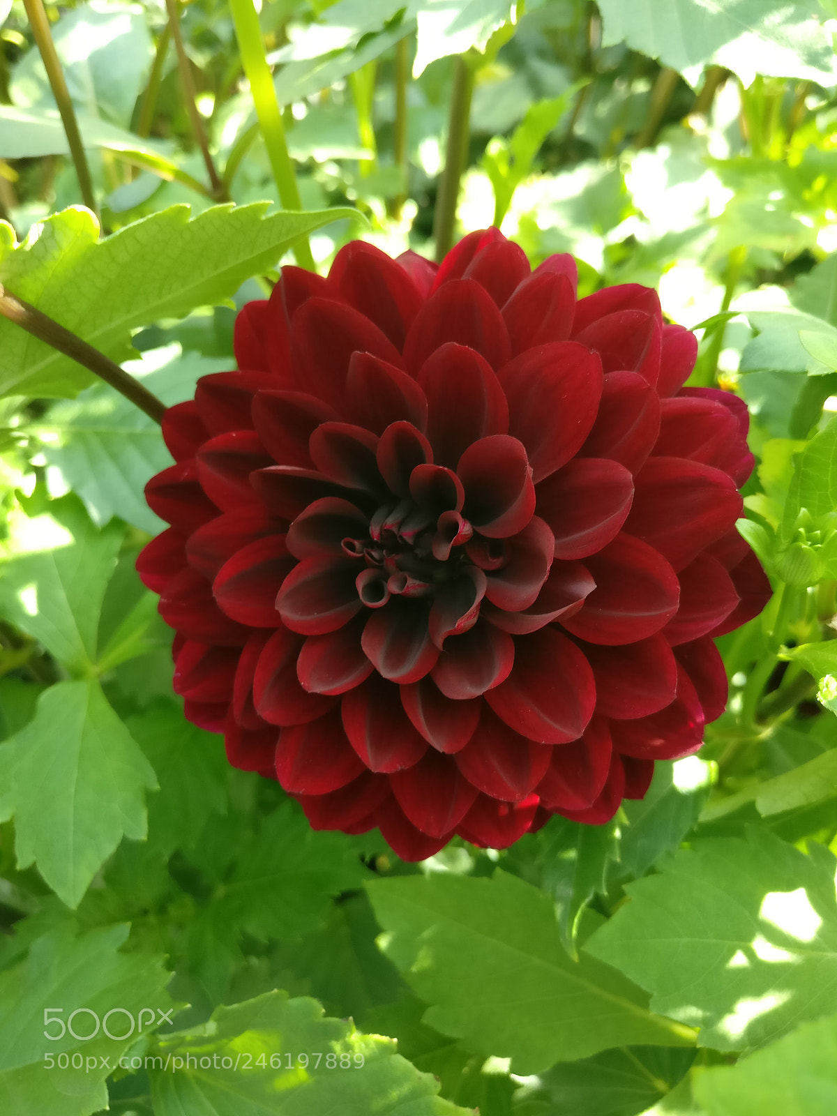 OnePlus A3010 sample photo. Stunning dahlia photography