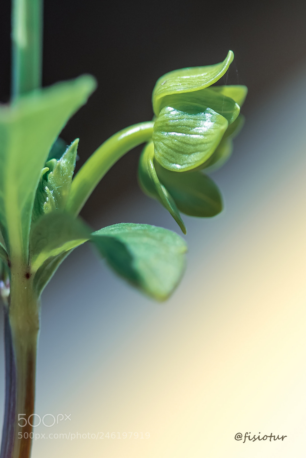 Canon EOS 700D (EOS Rebel T5i / EOS Kiss X7i) sample photo. Verde flor... photography