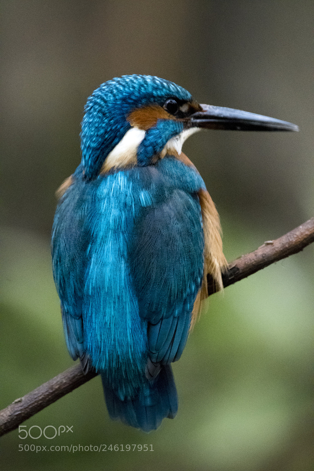 Nikon D500 sample photo. Martin pescatore photography