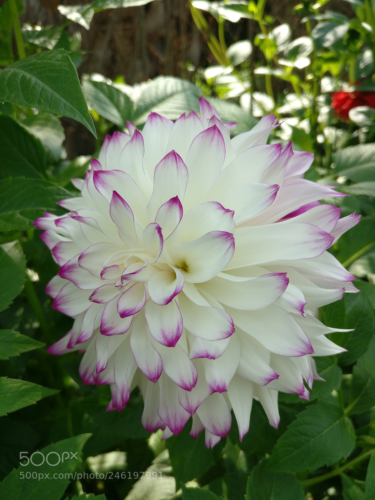 OnePlus A3010 sample photo. Stunning dahlia photography