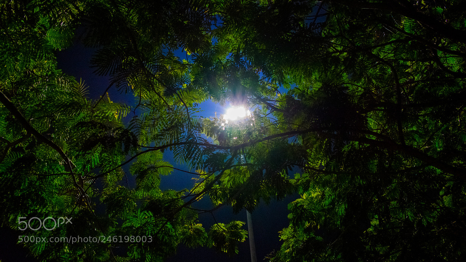 Nikon D3400 sample photo. Night lamp post tree photography