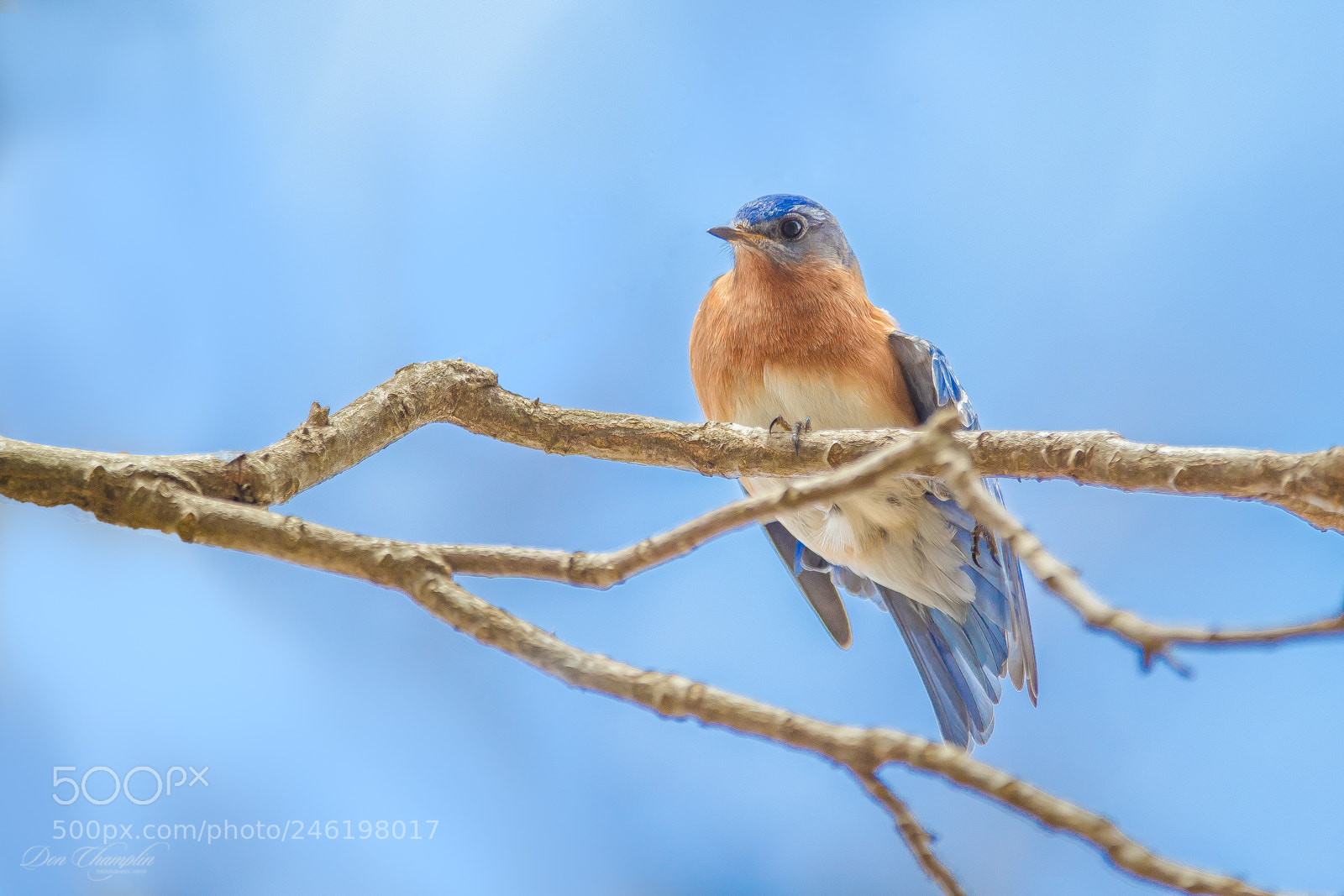 Canon EOS-1D X Mark II sample photo. Eastern blue bird photography