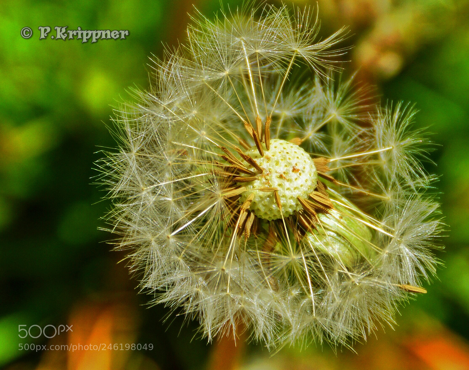 Sony SLT-A77 sample photo. Untitled photography
