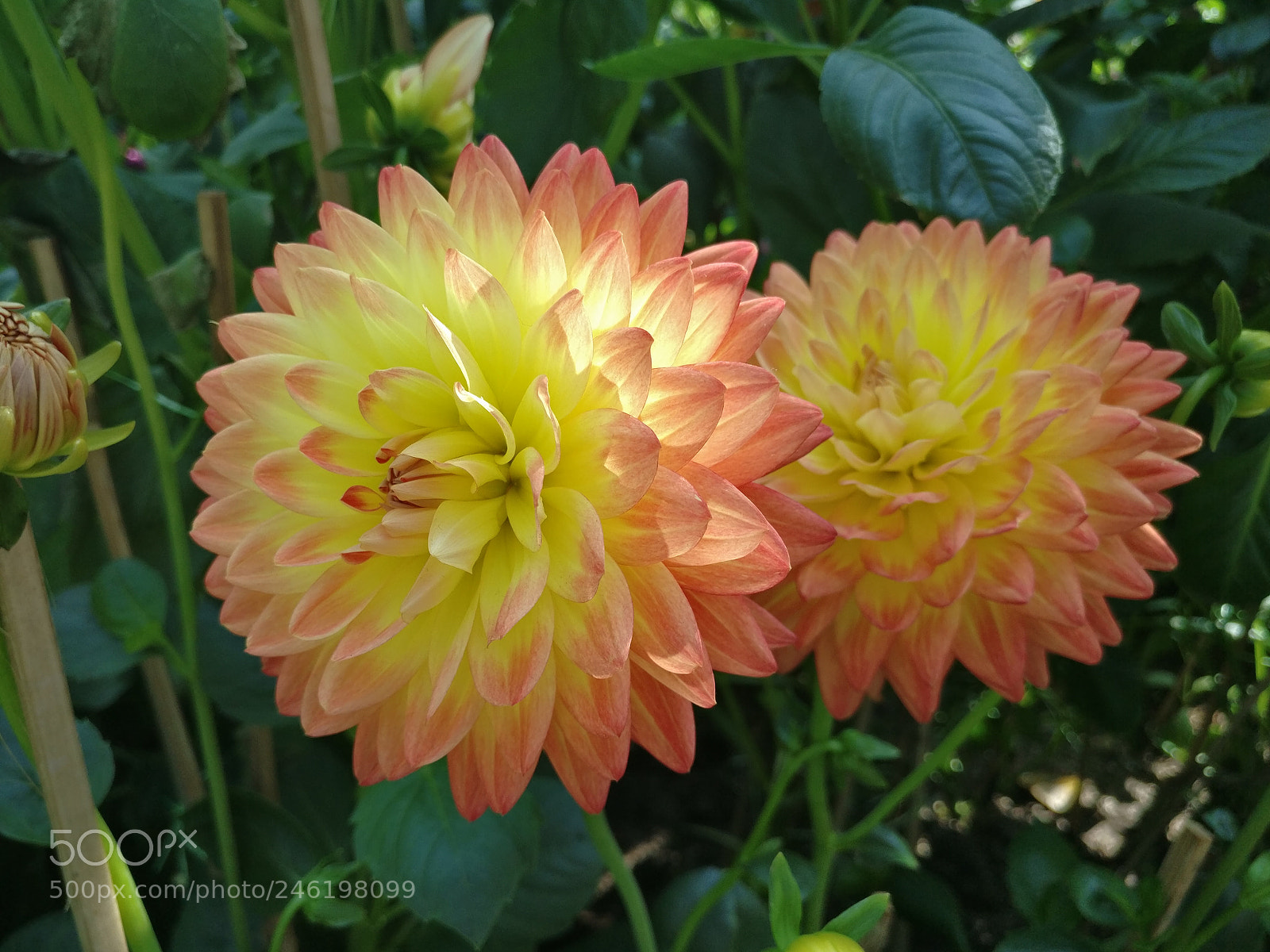 OnePlus A3010 sample photo. Stunning dahlia photography