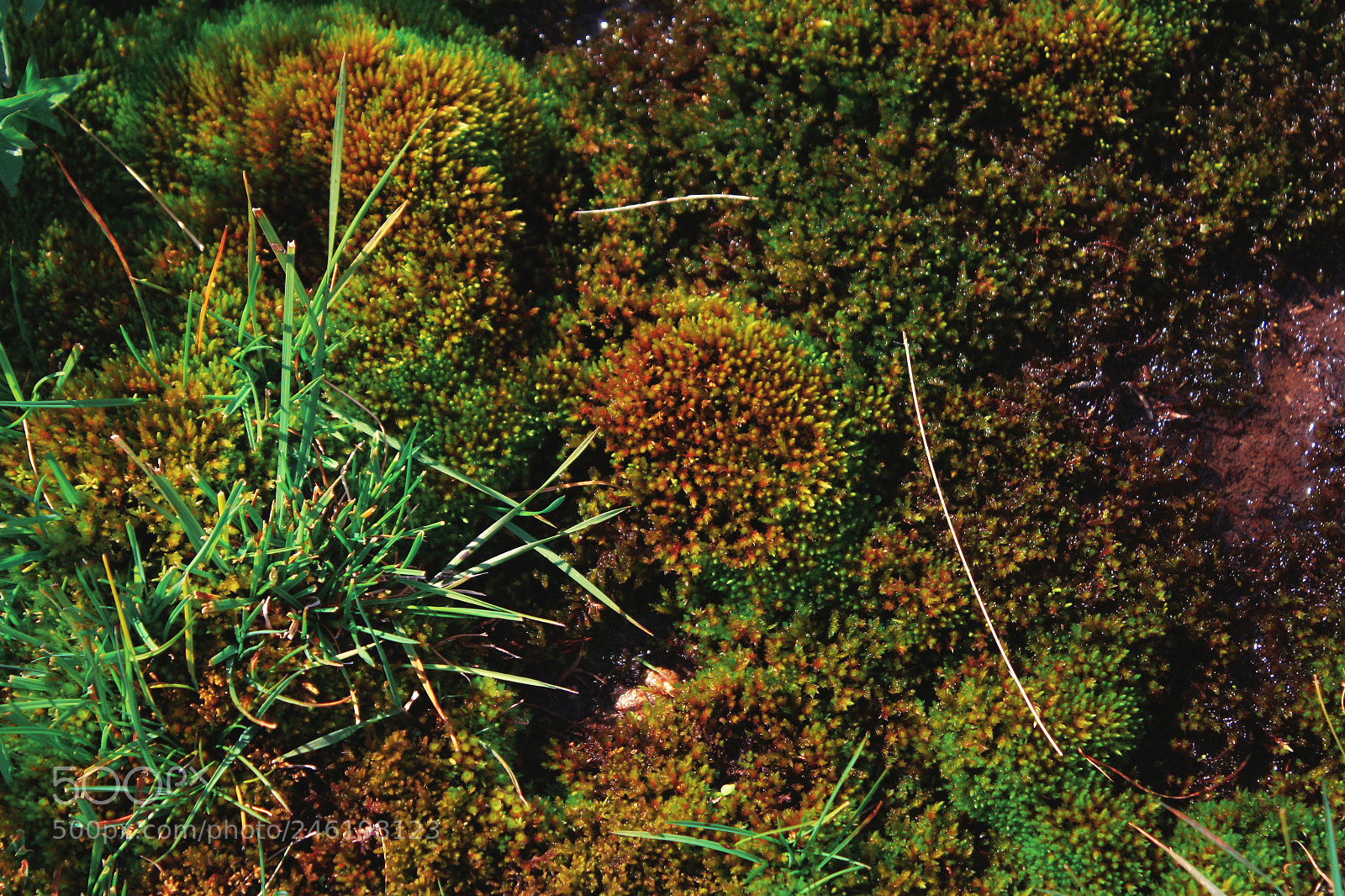 Canon EOS 1000D (EOS Digital Rebel XS / EOS Kiss F) sample photo. Soft moss photography
