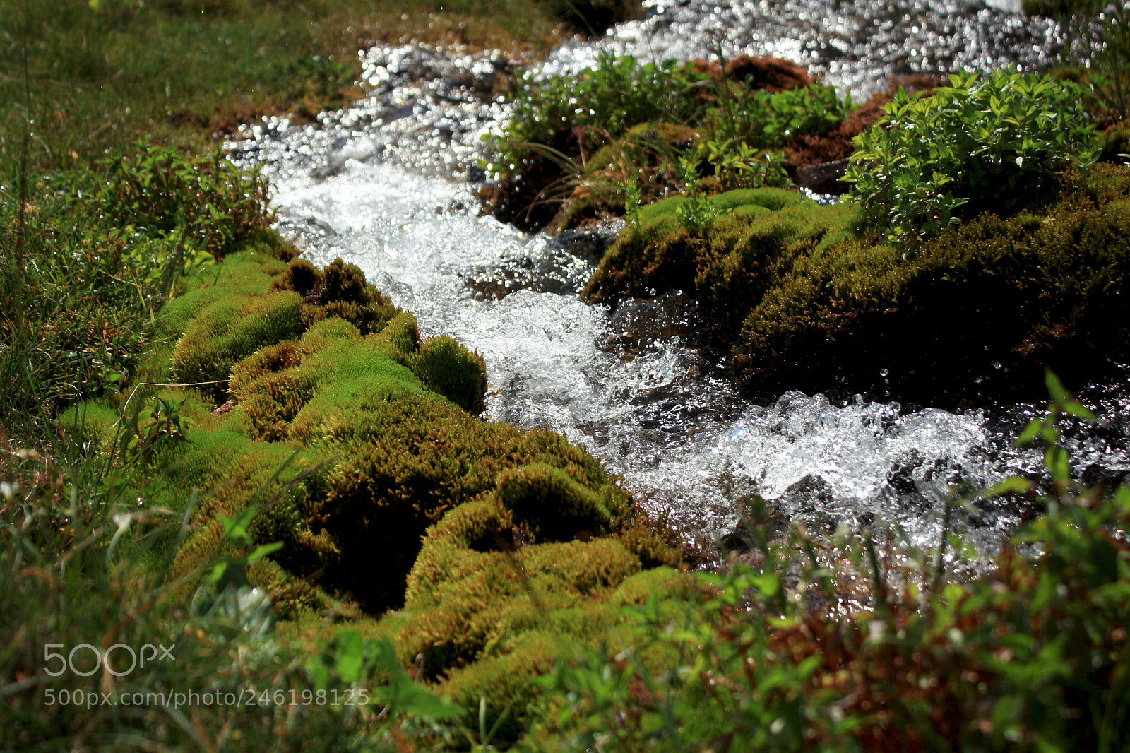Canon EOS 1000D (EOS Digital Rebel XS / EOS Kiss F) sample photo. Soft moss photography