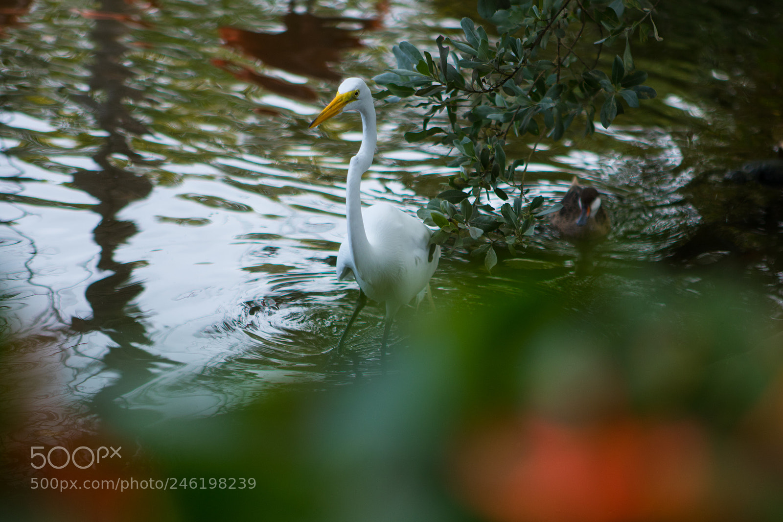 Canon EOS 7D Mark II sample photo. The white crane photography