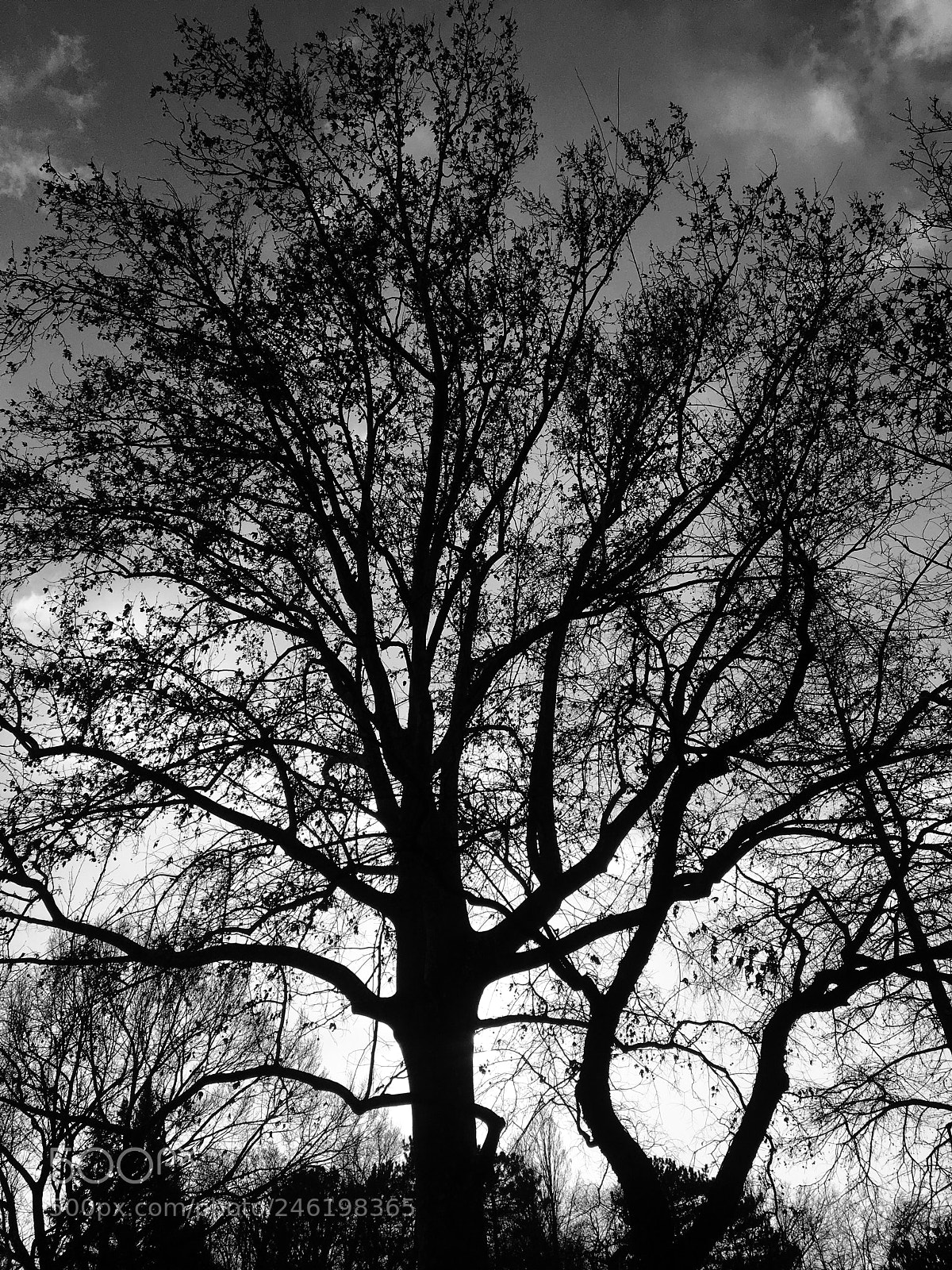 Apple iPhone 6s sample photo. Nature in margitsziget, budapest photography