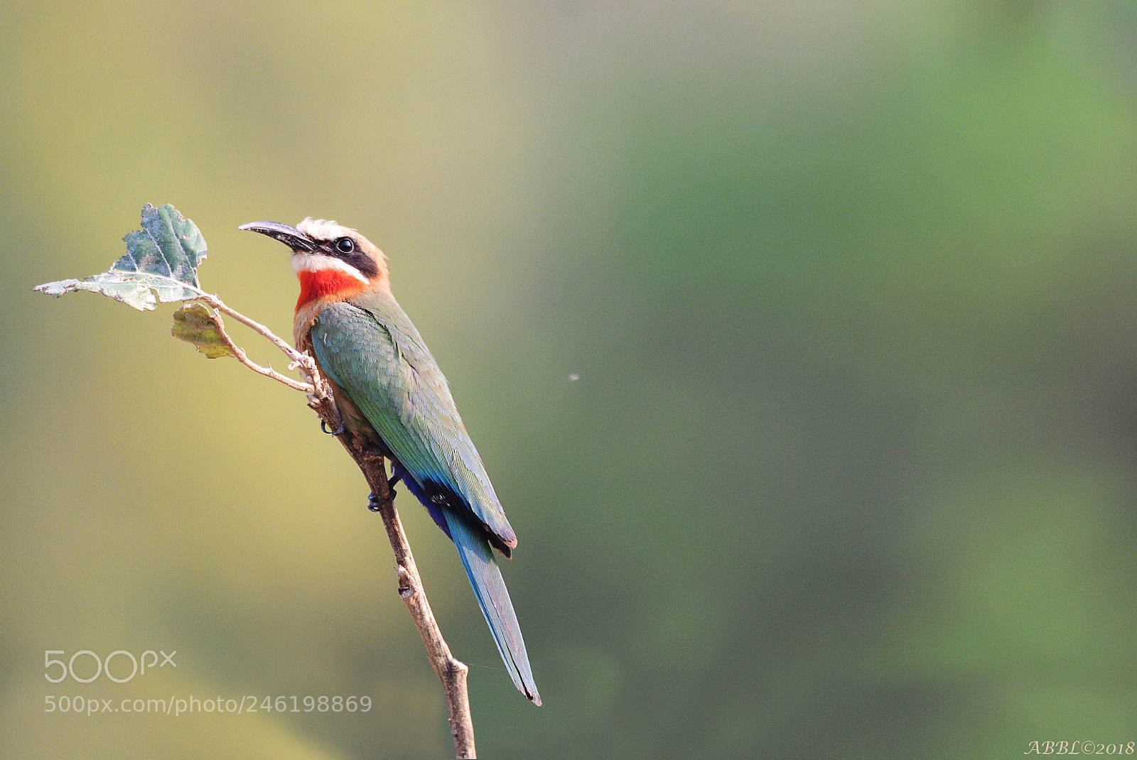 Nikon D500 sample photo. Nature's beauty green bee photography