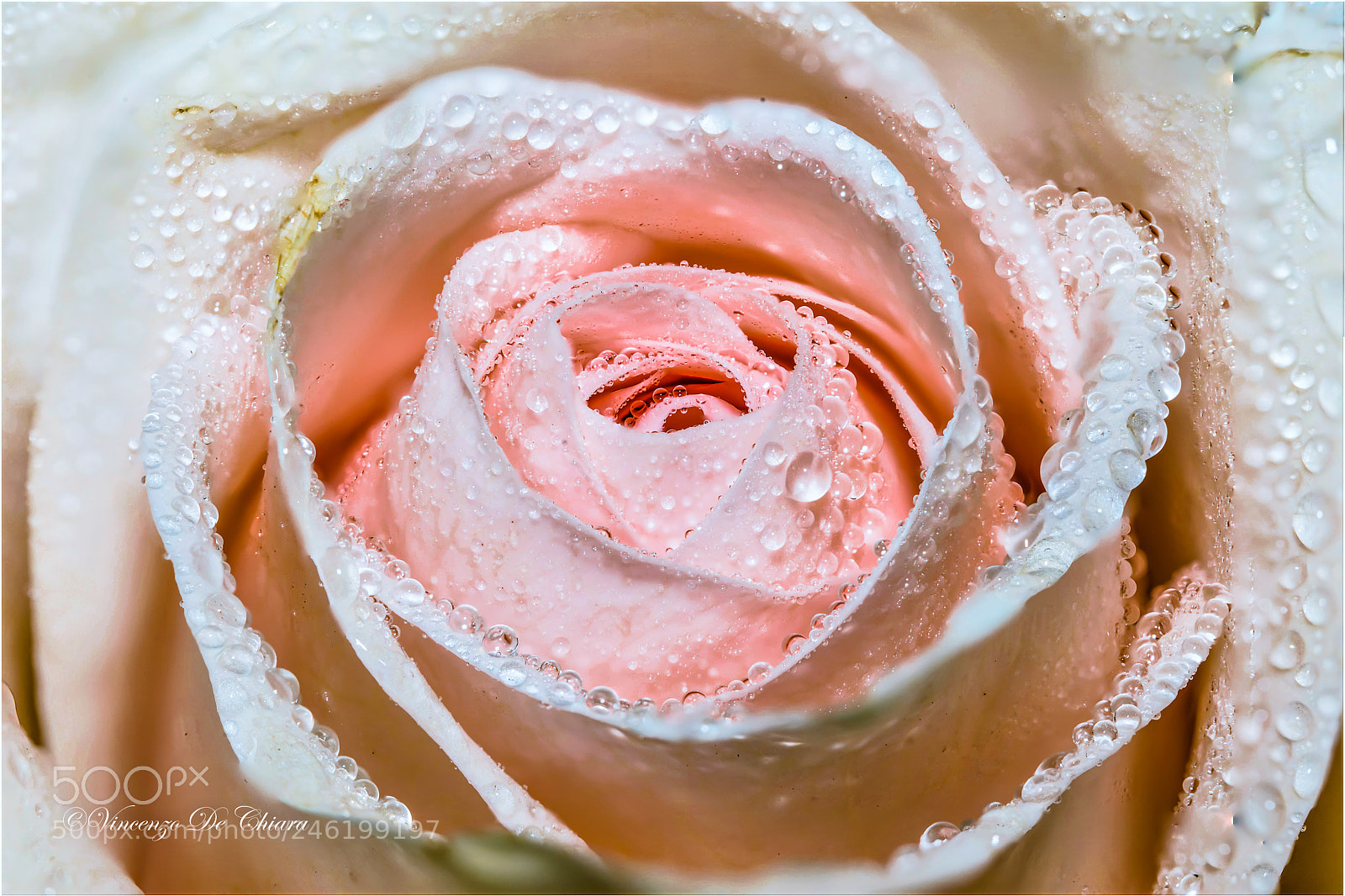 Canon EOS 5DS sample photo. Una rosa molto rosa photography