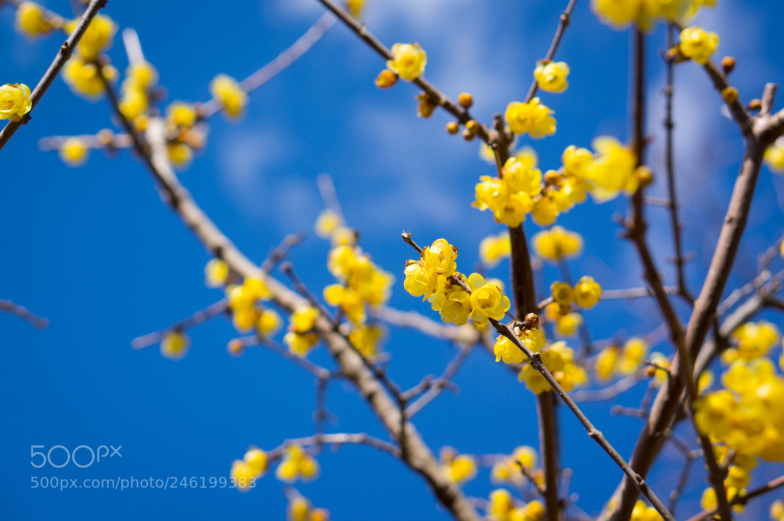 Sony Alpha NEX-6 sample photo. Chimonanthus praecox photography