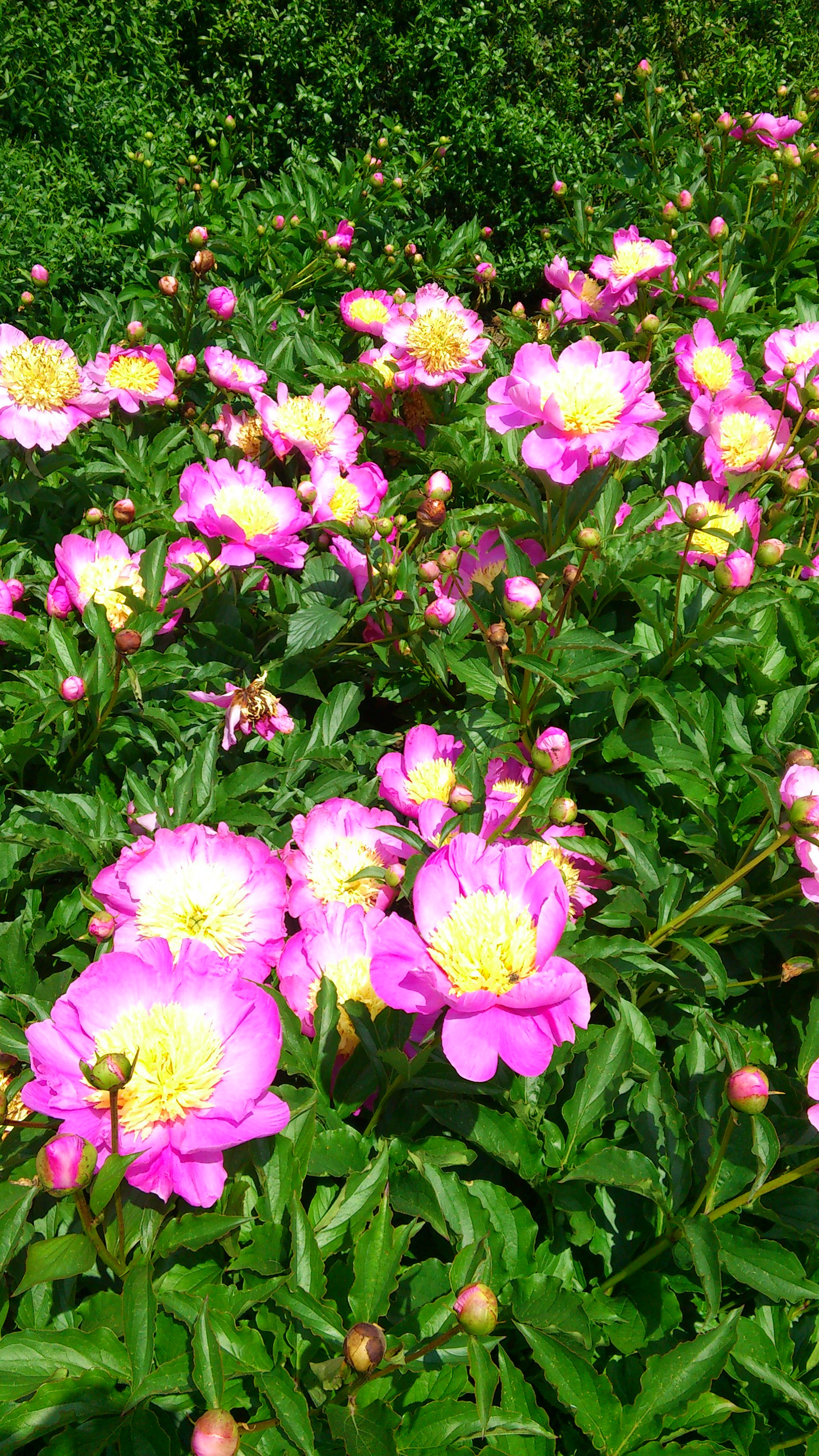 Sony Ericsson Xperia arc S sample photo
