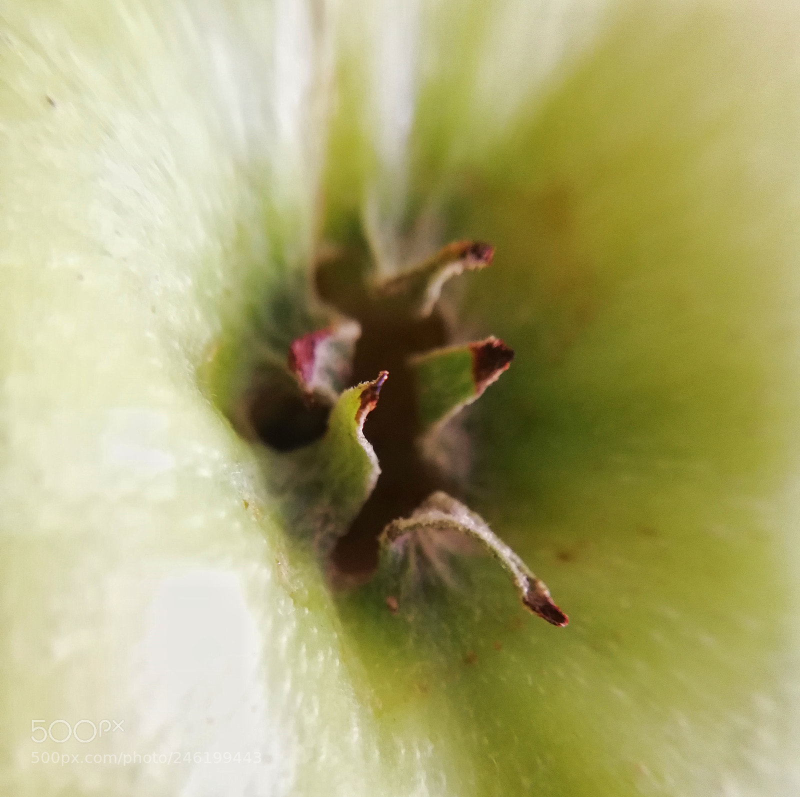 HUAWEI Mate 10 Lite sample photo. Apple photography