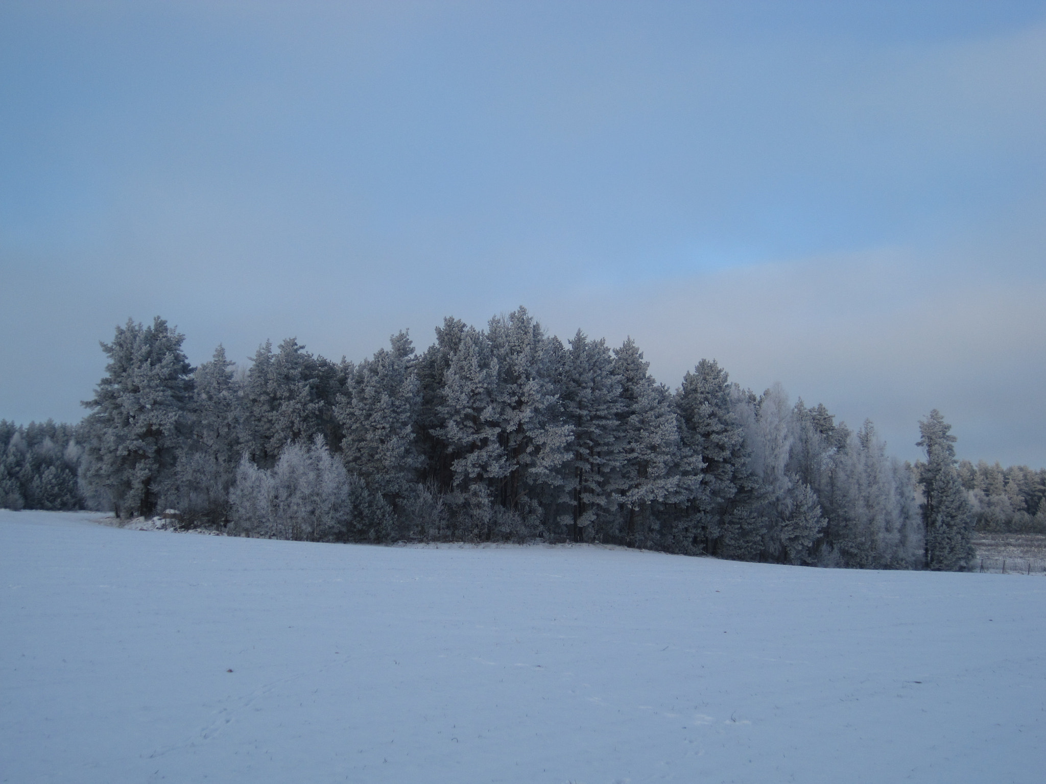 Canon PowerShot SD1200 IS (Digital IXUS 95 IS / IXY Digital 110 IS) sample photo. Snowy forest photography