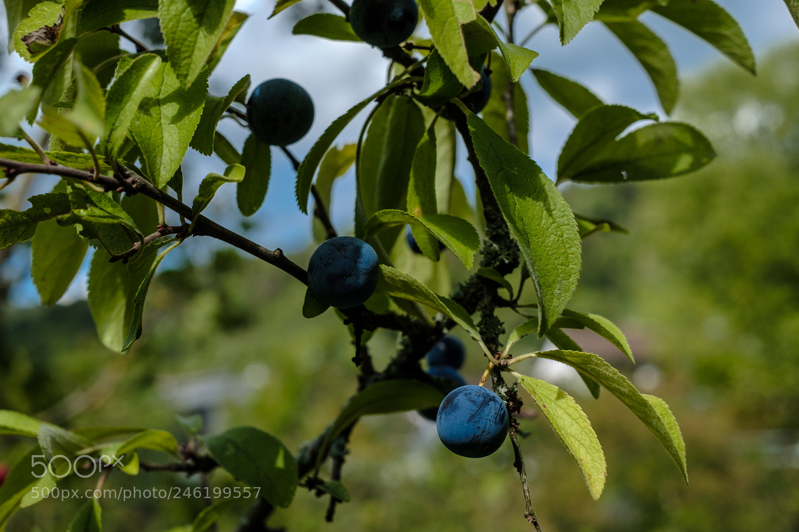 Fujifilm X-Pro2 sample photo. Fruity focus photography