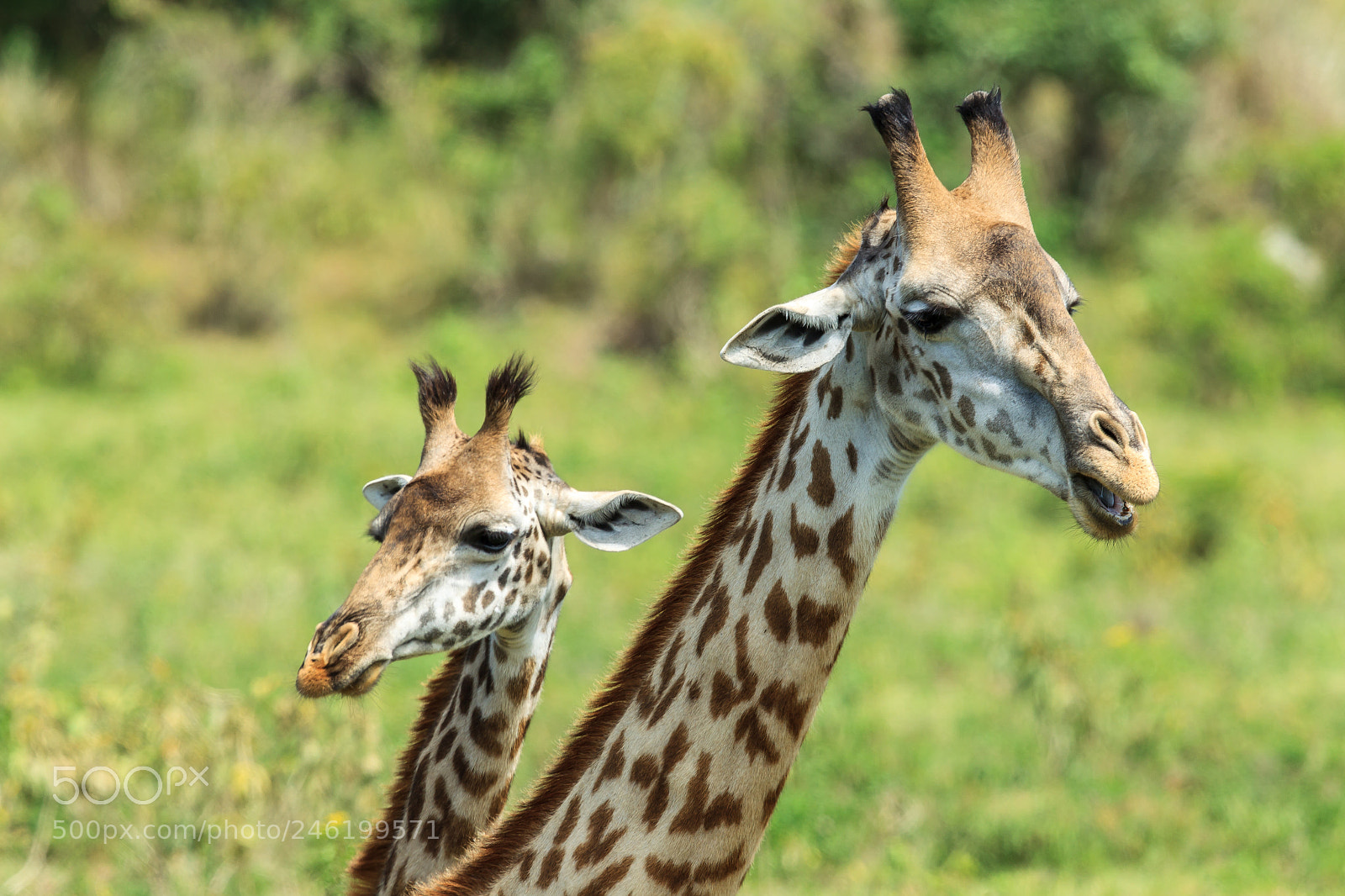 Canon EOS-1D Mark IV sample photo. A mother and calf photography