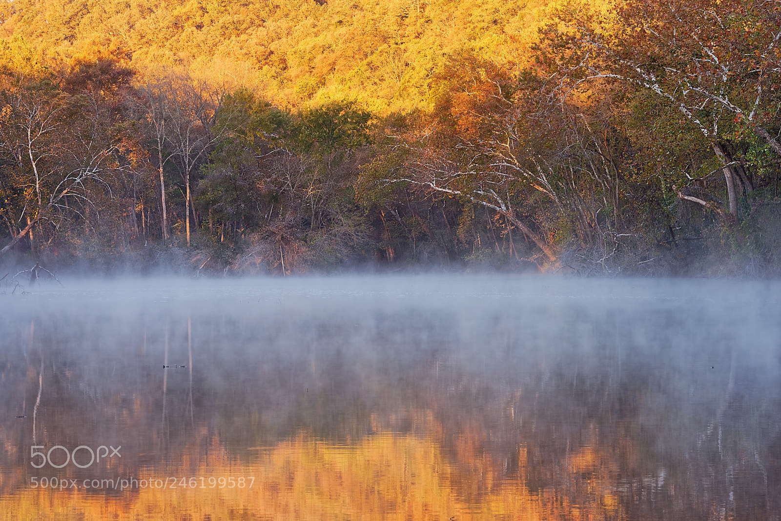 Nikon D610 sample photo. Autumn mist photography