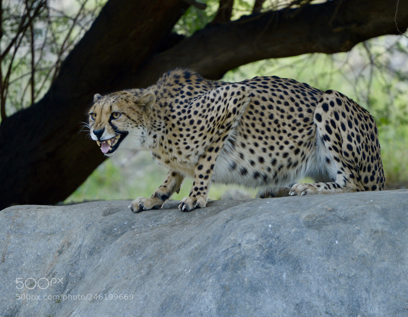 Nikon D800 sample photo. Cheetah photography