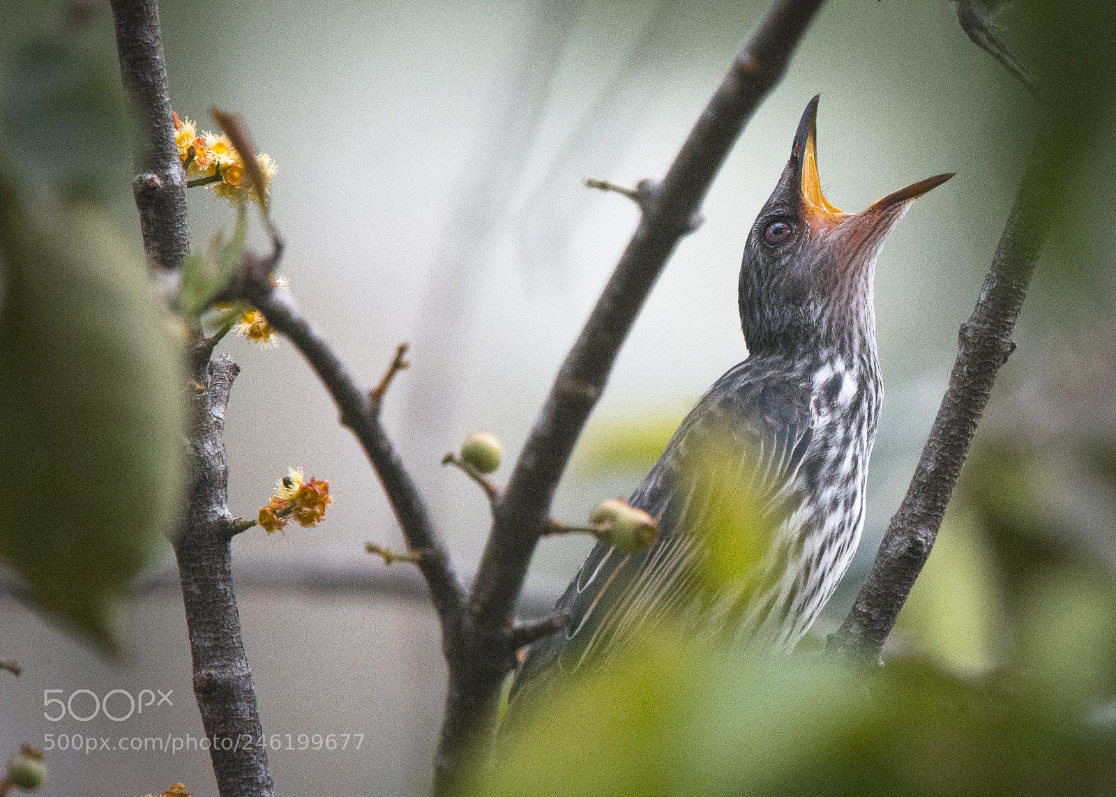 Nikon D7200 sample photo. Juvenile starling photography