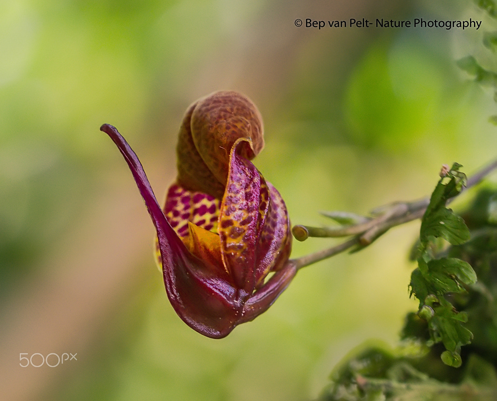 Nikon D500 + Sigma 50mm F2.8 EX DG Macro sample photo. Mini orchid (scaphosepalum anchoriferum) of cr photography