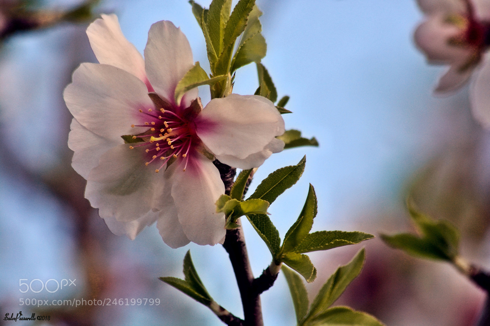 Nikon D5200 sample photo. Last almond flowers photography