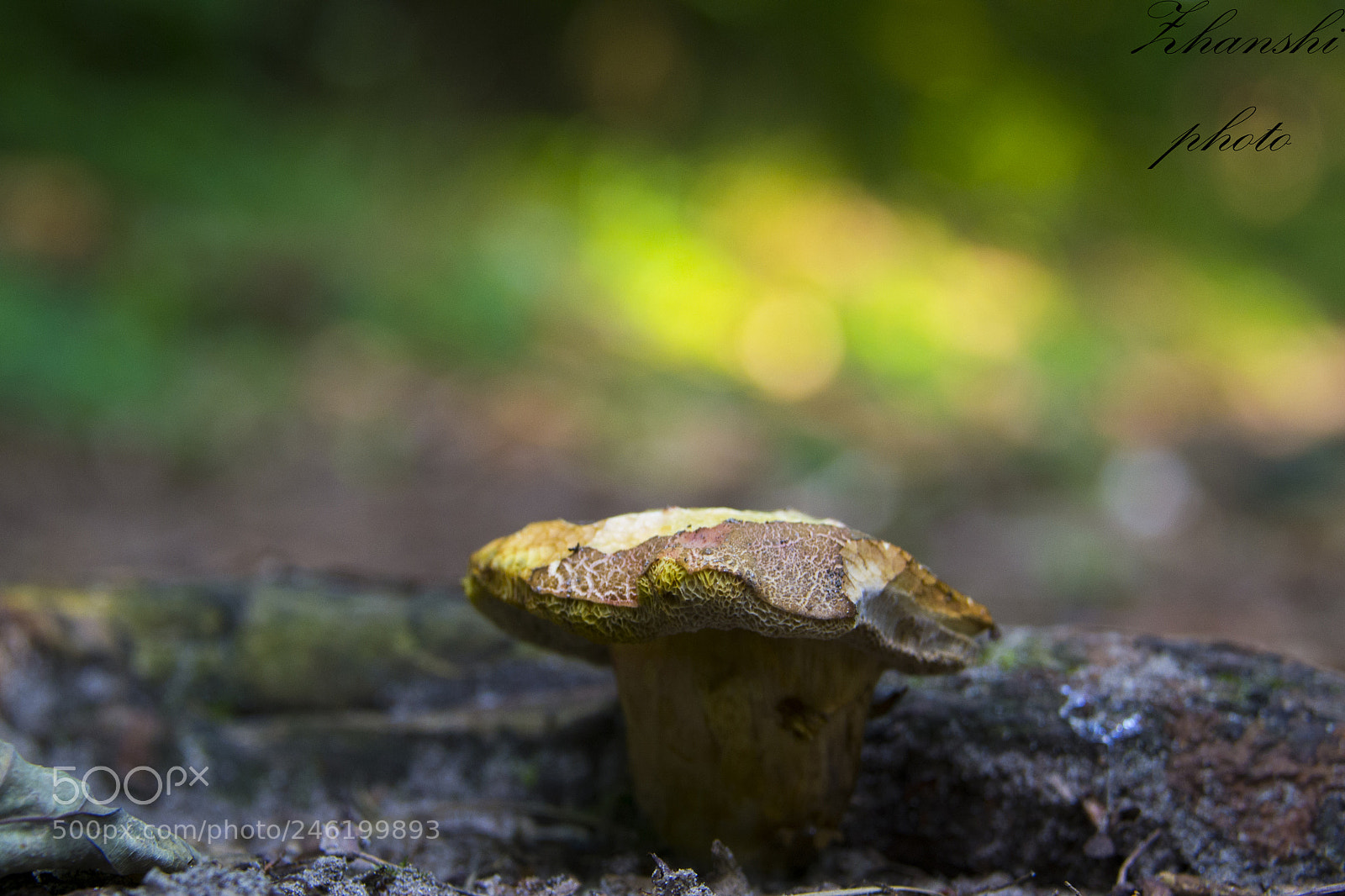 Nikon D3100 sample photo. Mushroom photography