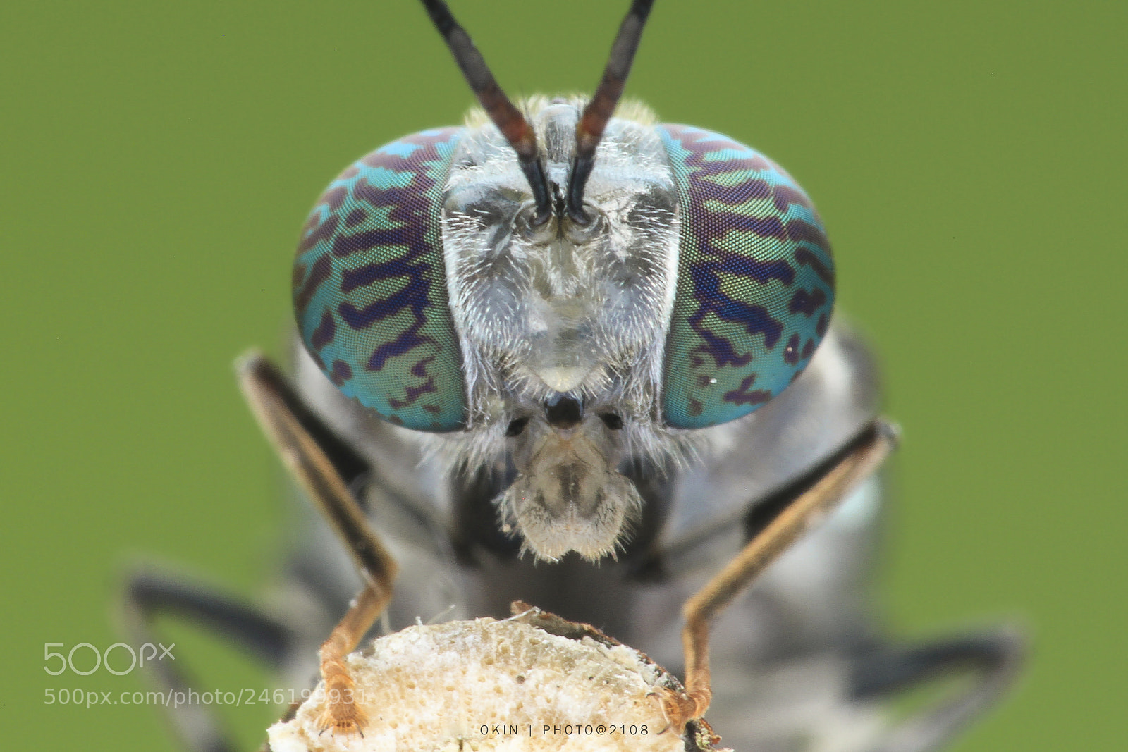 Canon EOS 7D sample photo. Soldier fly photography