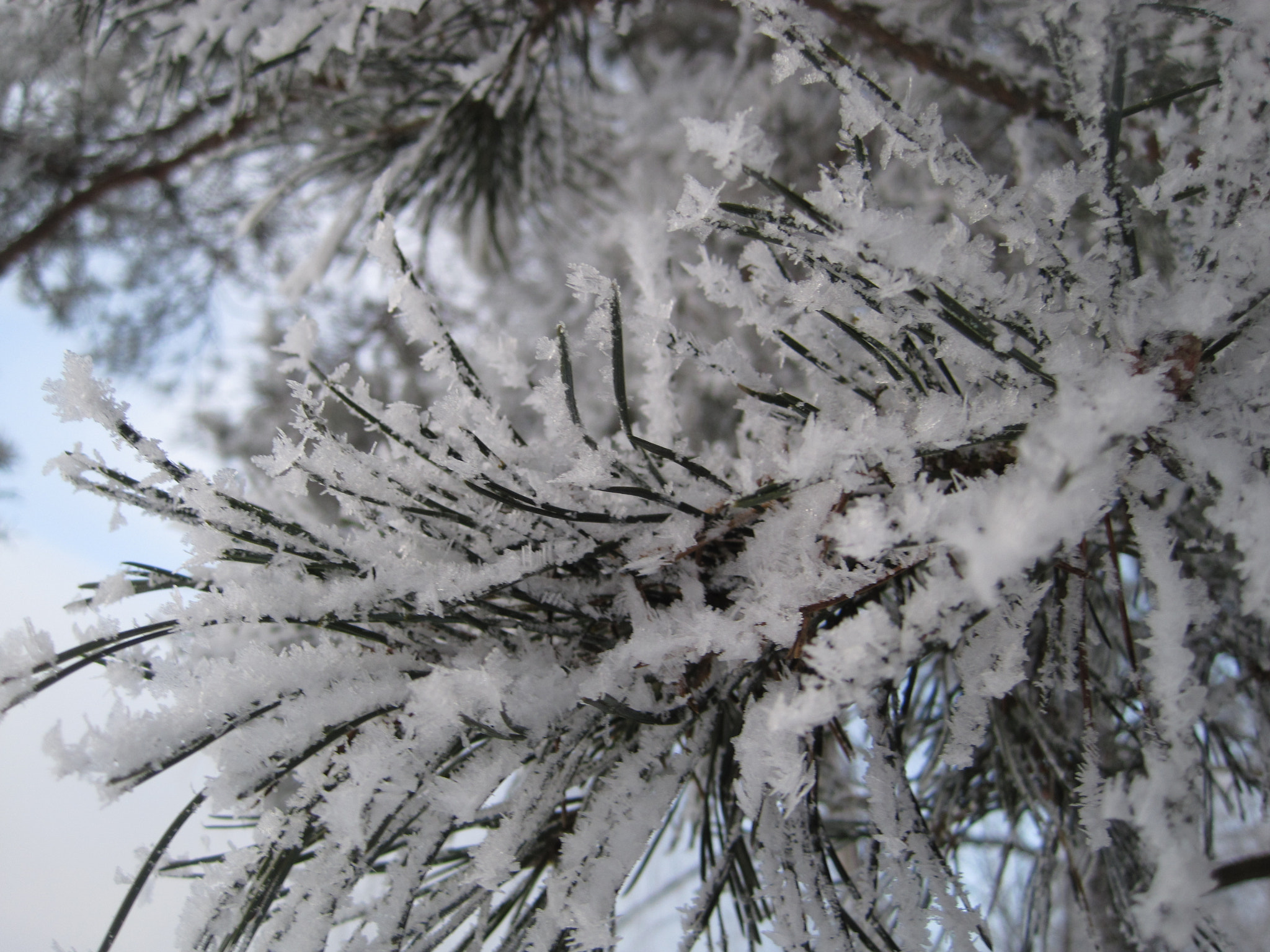 Canon PowerShot SD1200 IS (Digital IXUS 95 IS / IXY Digital 110 IS) sample photo. Snowy branch photography