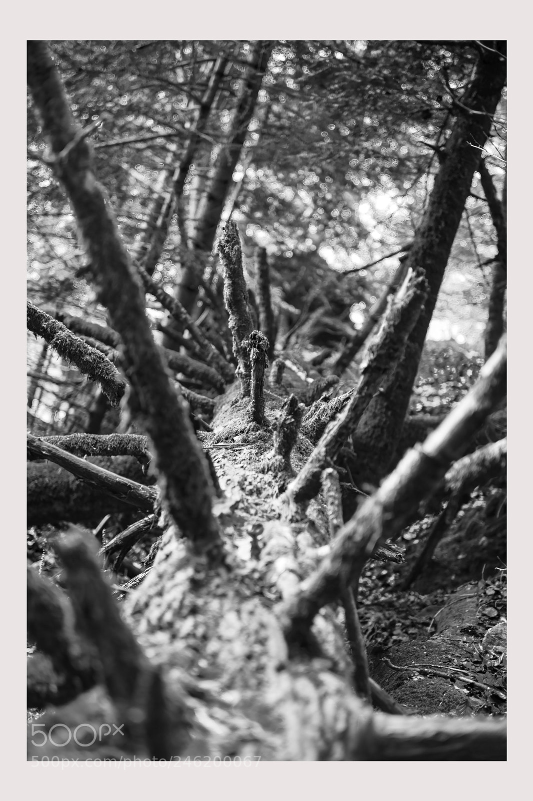 Nikon D800 sample photo. L'arbre mort cyanotype photography