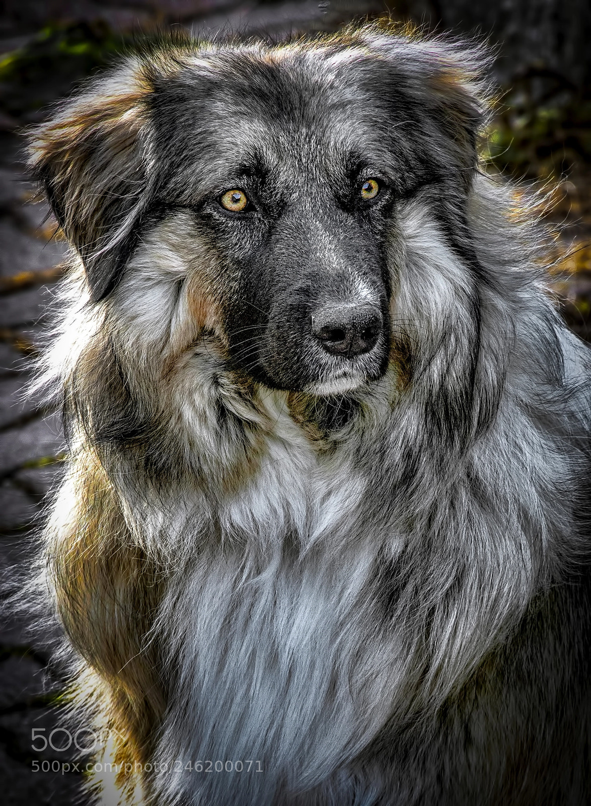 Canon EOS 650D (EOS Rebel T4i / EOS Kiss X6i) sample photo. Portrait of a dog photography