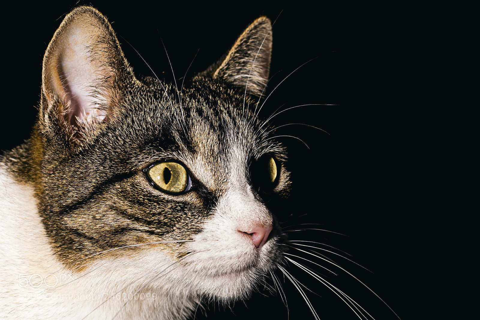 Nikon D3400 sample photo. Cat photography
