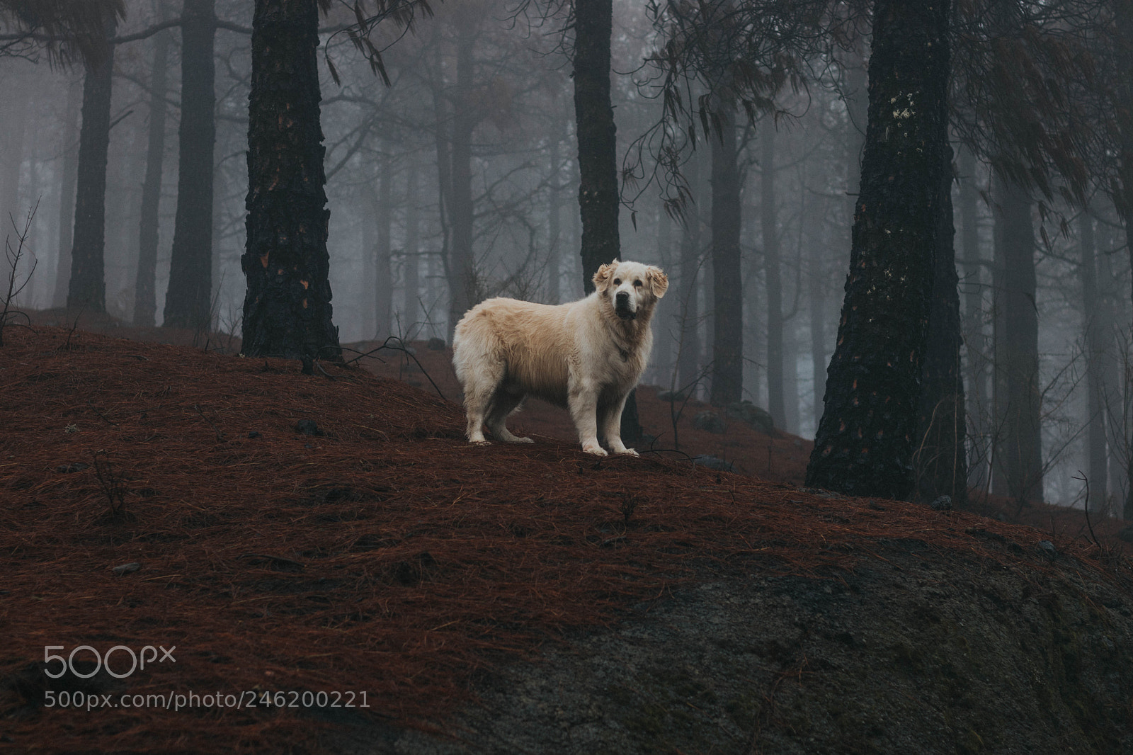 Canon EOS 77D (EOS 9000D / EOS 770D) sample photo. Scotty forest photography