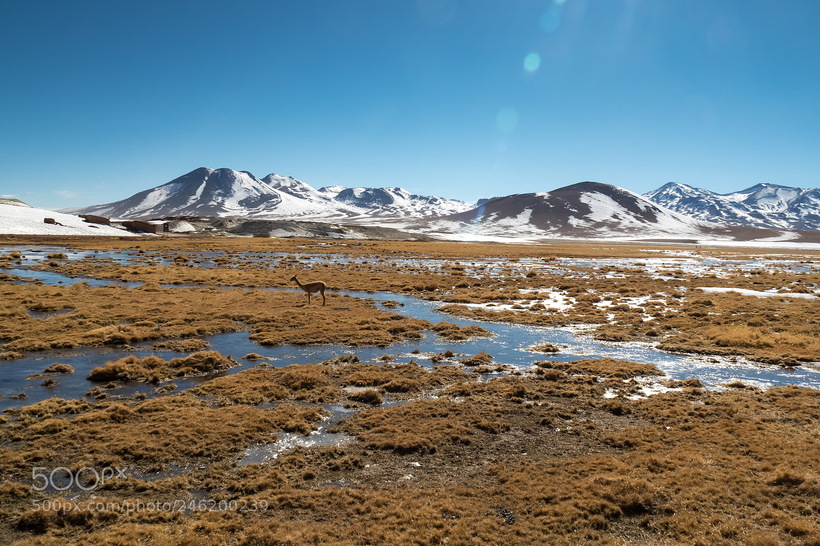Olympus OM-D E-M5 II sample photo. Machuca wetlands photography