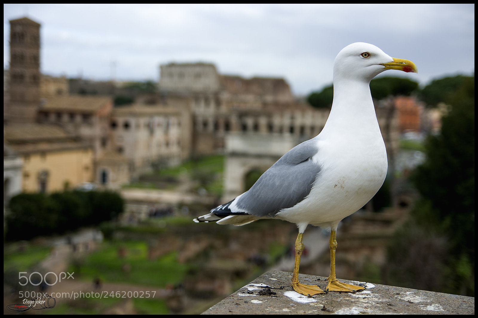 Nikon D7100 sample photo. Gaviota foro romano photography