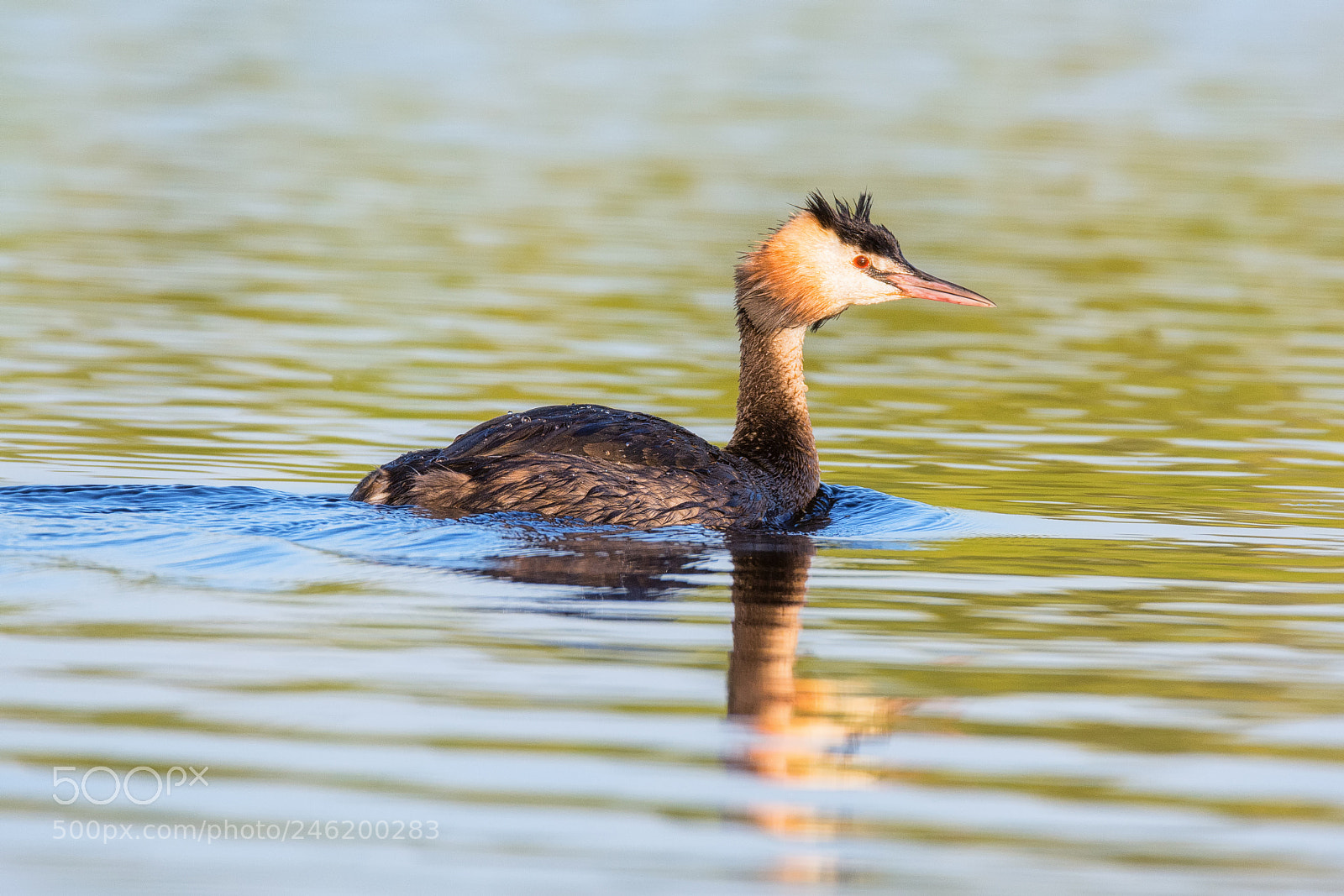 Nikon D7100 sample photo. 848. grebe ii photography