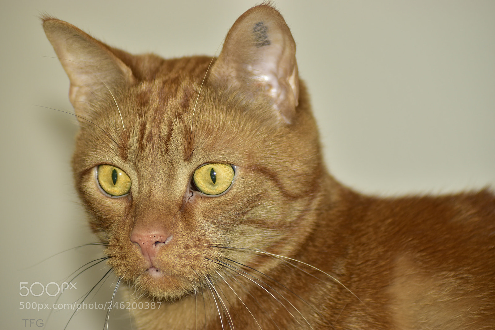 Nikon D5600 sample photo. The sweetest cat photography