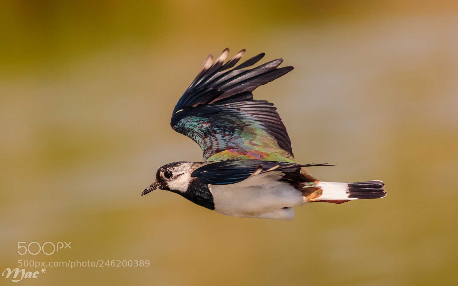 Canon EOS 7D Mark II sample photo. Northern lapwing-kievit photography