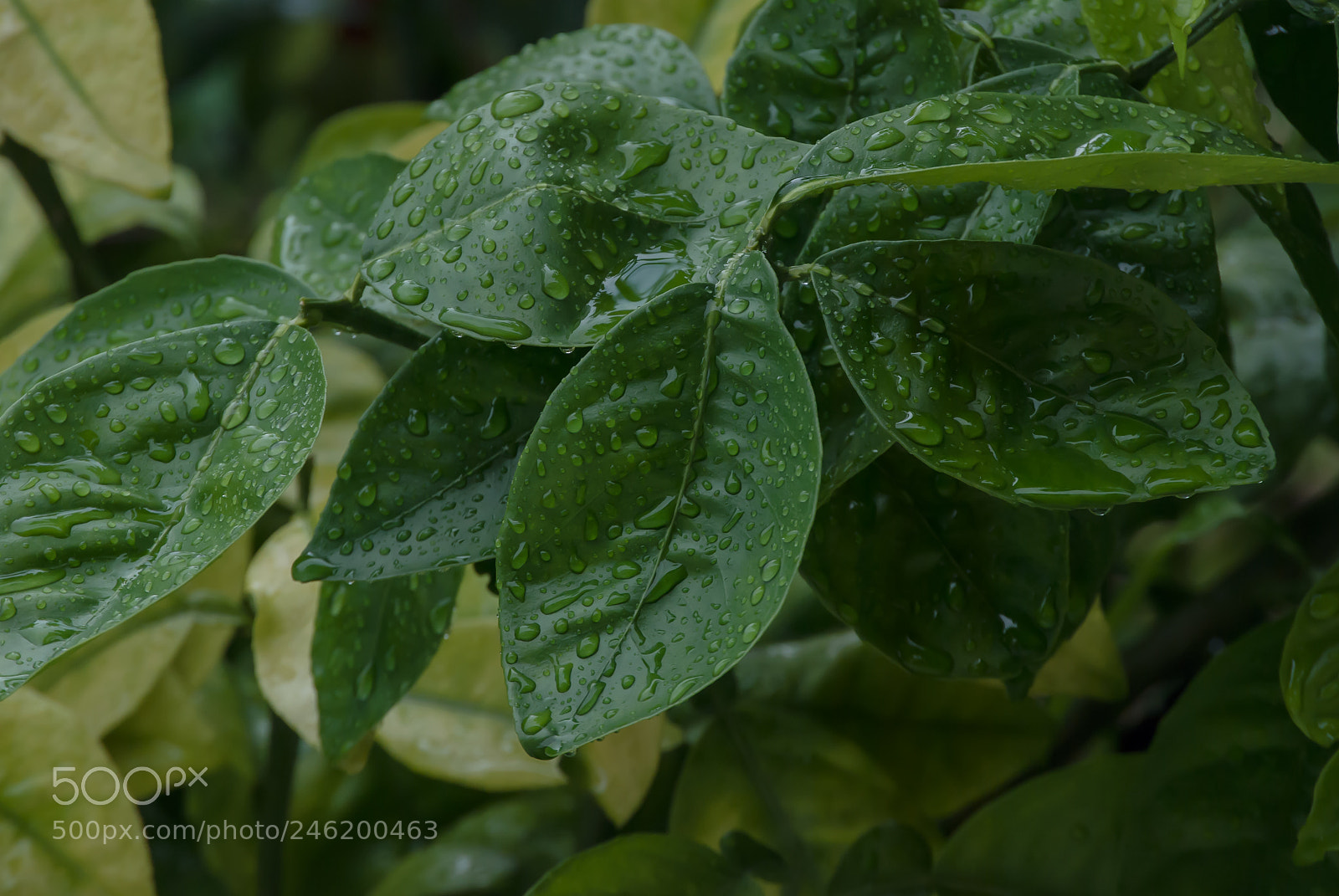 Nikon D3000 sample photo. Wet photography