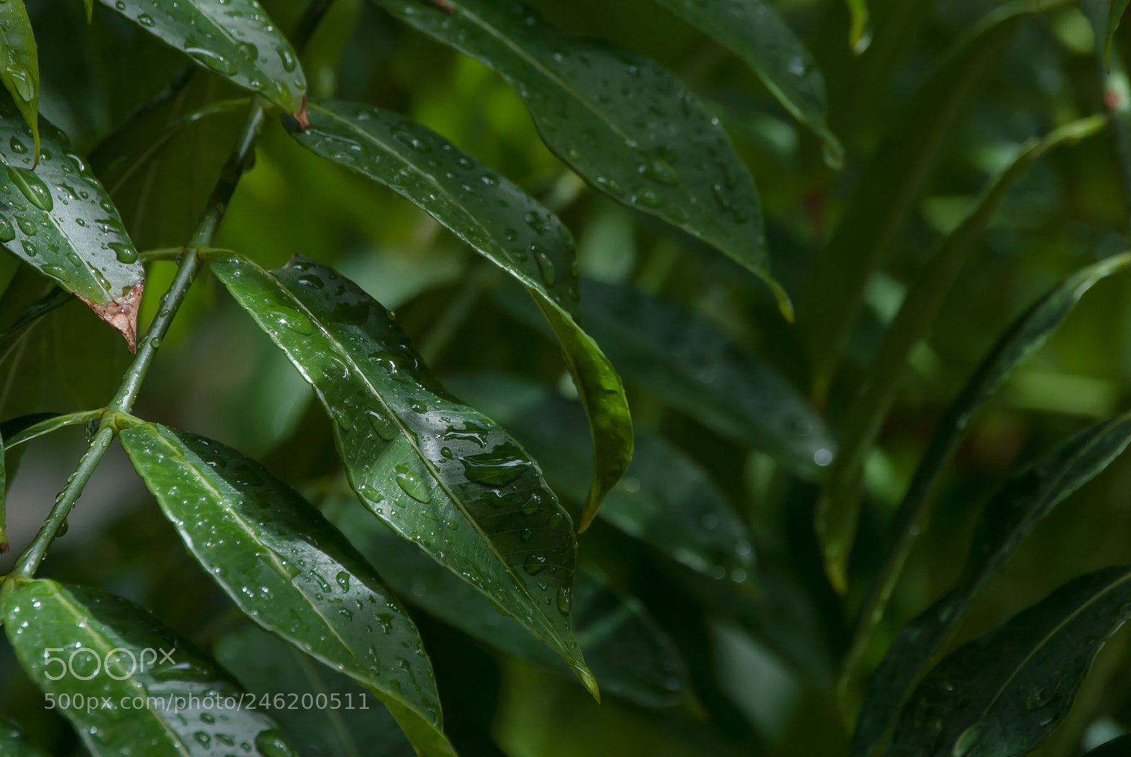 Nikon D3000 sample photo. Wet leaves photography