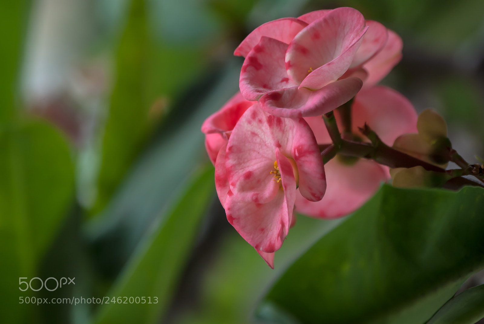 Nikon D3000 sample photo. Blooming photography