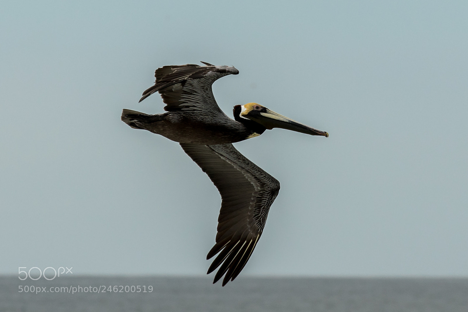 Canon EOS 7D Mark II sample photo. Glider photography
