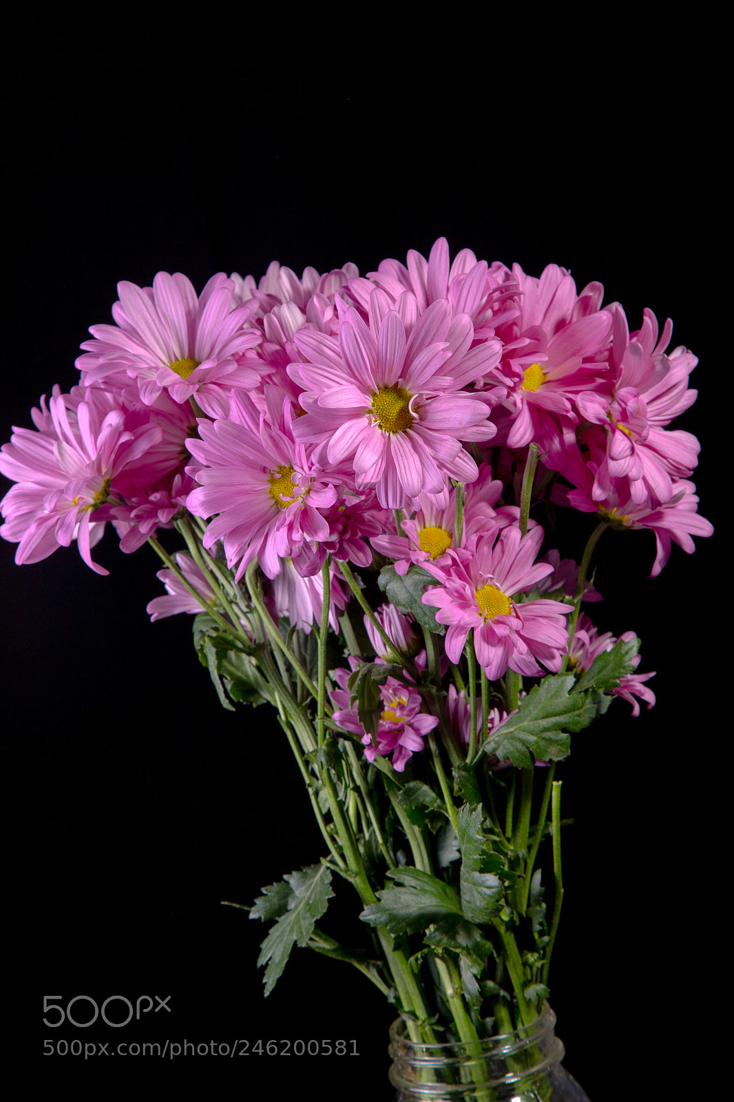 Canon EOS 6D Mark II sample photo. Purple daisies #1 photography
