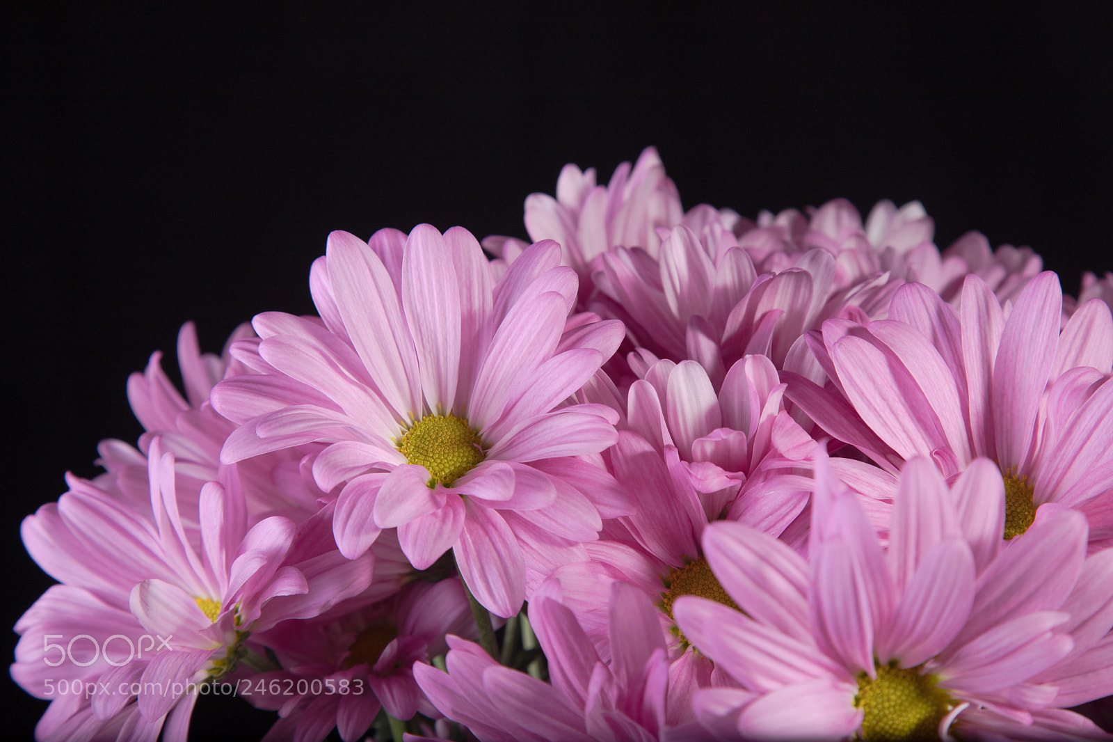 Canon EOS 6D Mark II sample photo. Purple daisies #1 photography