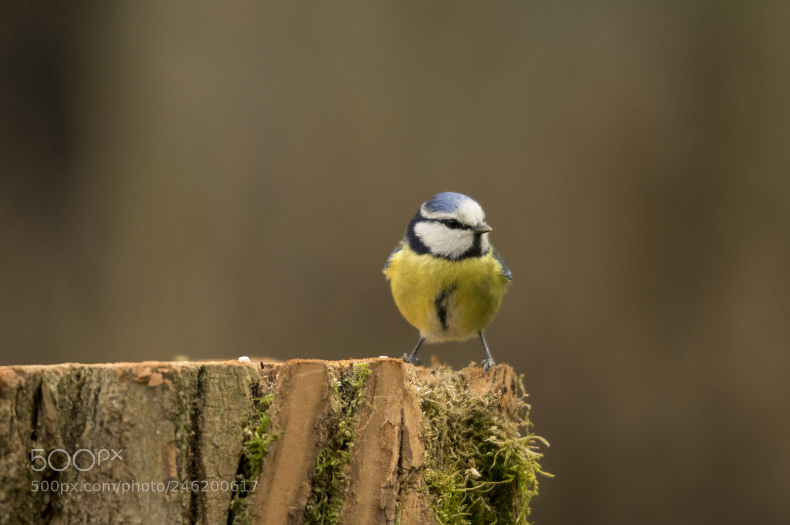 Pentax K-3 sample photo. Tit 2# photography