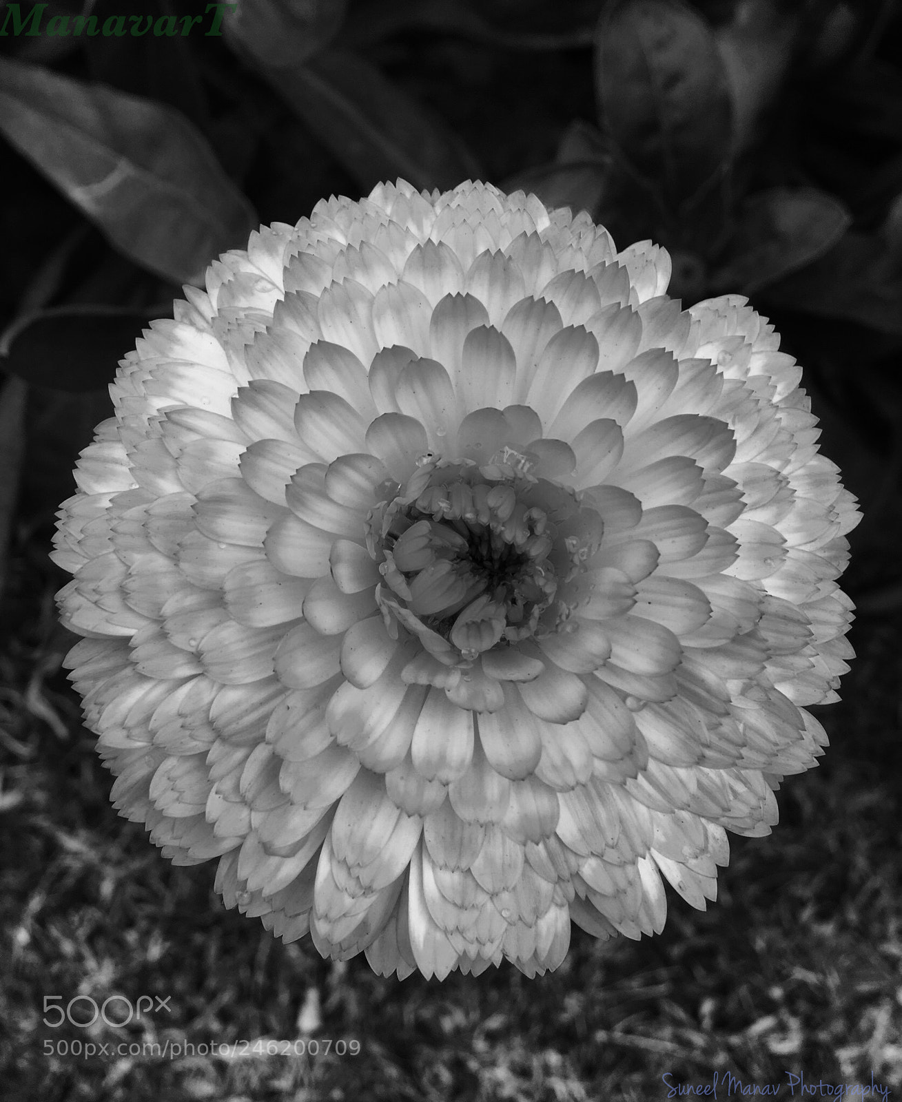 Apple iPhone SE sample photo. Untitled photography